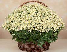 Цветочная композиция из Ромашки в корзине #REPLACE_PRED# Пинюг